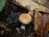 Cortinarius pseudoprivignus image