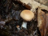 Cortinarius pseudoprivignus image