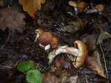 Cortinarius pseudoprivignus image