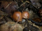 Cortinarius pseudoprivignus image