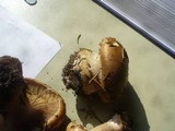 Cortinarius elegantior image