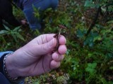 Cortinarius helvelloides image