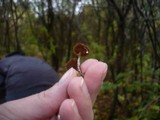 Cortinarius helvelloides image