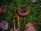 Cortinarius malicorius image