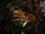 Cortinarius obtusus image