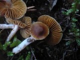 Cortinarius obtusus image