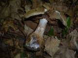 Cortinarius pseudocyanites image