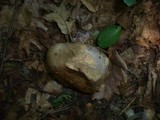 Cortinarius pseudocyanites image