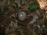 Cortinarius pseudocyanites image