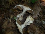 Cortinarius pseudocyanites image