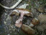 Cortinarius pseudocyanites image