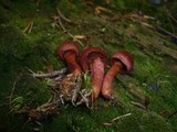 Cortinarius sanguineus image