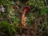 Cortinarius sanguineus image