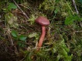 Cortinarius sanguineus image