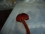 Cortinarius sanguineus image