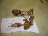 Cortinarius spadicellus image