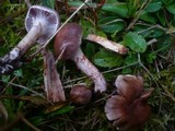 Cortinarius spilomeus image