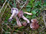 Cortinarius spilomeus image