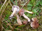 Cortinarius spilomeus image