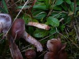 Cortinarius spilomeus image