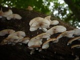 Crepidotus applanatus image