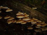 Crepidotus applanatus image
