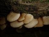 Crepidotus applanatus image
