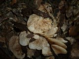 Crepidotus applanatus image