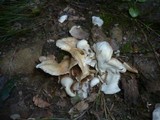 Crepidotus autochthonus image