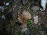 Crepidotus autochthonus image
