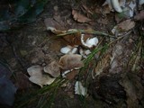 Crepidotus autochthonus image
