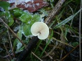 Crepidotus luteolus image