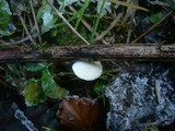 Crepidotus luteolus image