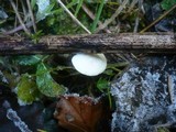 Crepidotus luteolus image