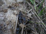 Cyathus stercoreus image