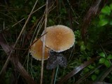 Cystoderma amianthinum image
