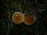 Cystoderma amianthinum image