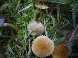 Cystoderma amianthinum image