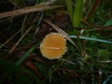 Cystoderma amianthinum image