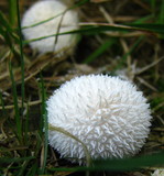 Lycoperdon curtisii image