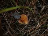 Cystodermella cinnabarina image