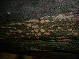 Dacrymyces enatus image