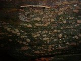 Dacrymyces enatus image