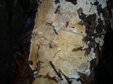 Dacryobolus karstenii image