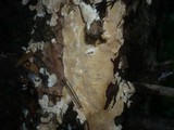 Dacryobolus karstenii image