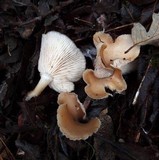 Clitocybe salmonilamella image