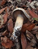 Cortinarius infractus image