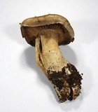 Cortinarius infractus image