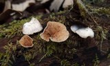 Crepidotus caspari image