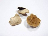 Crepidotus caspari image